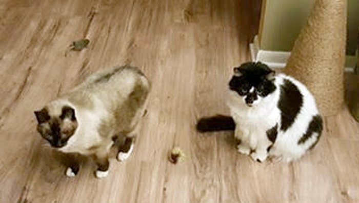 Cats, Ciara & Sylvie